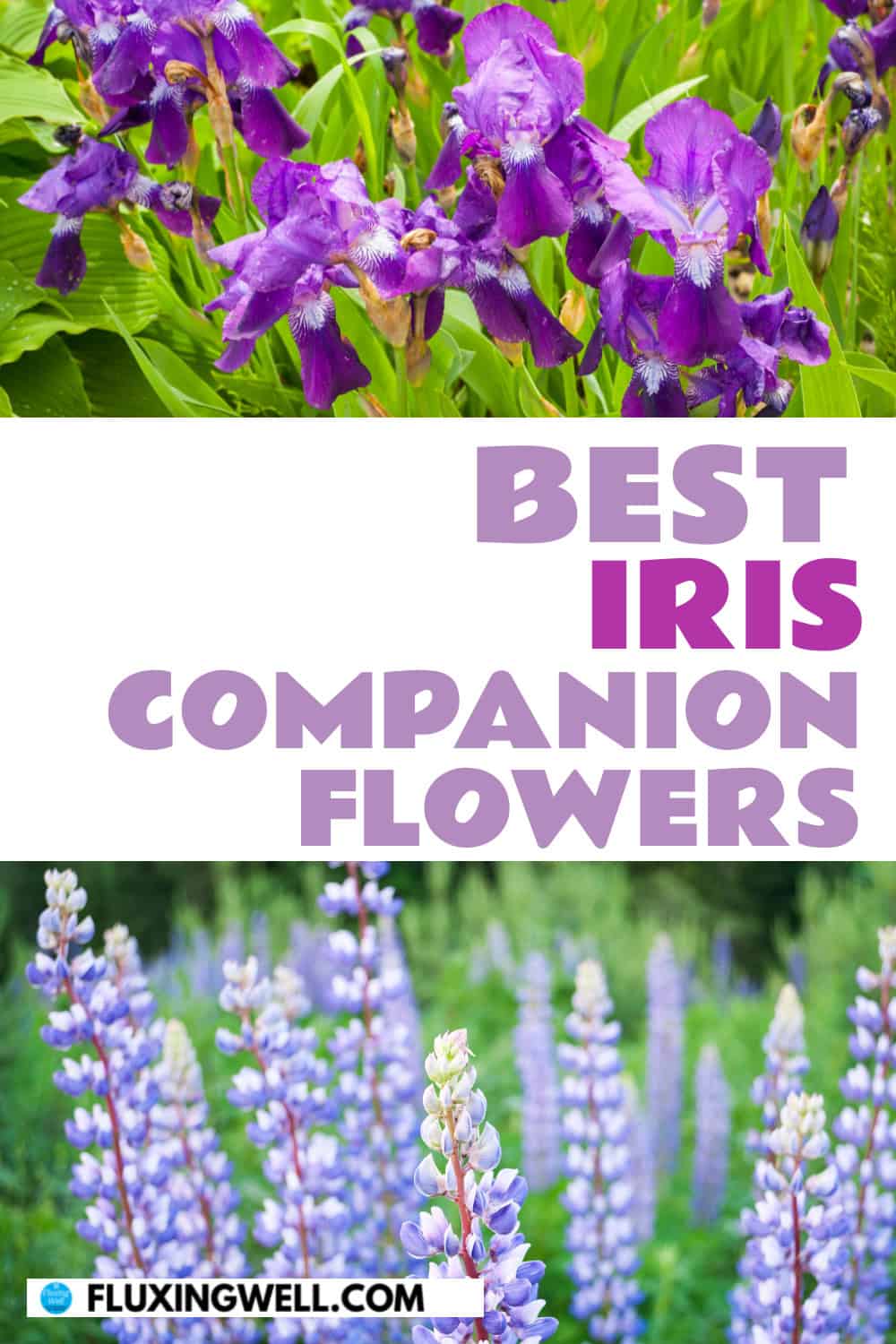 iris companion plants flowers