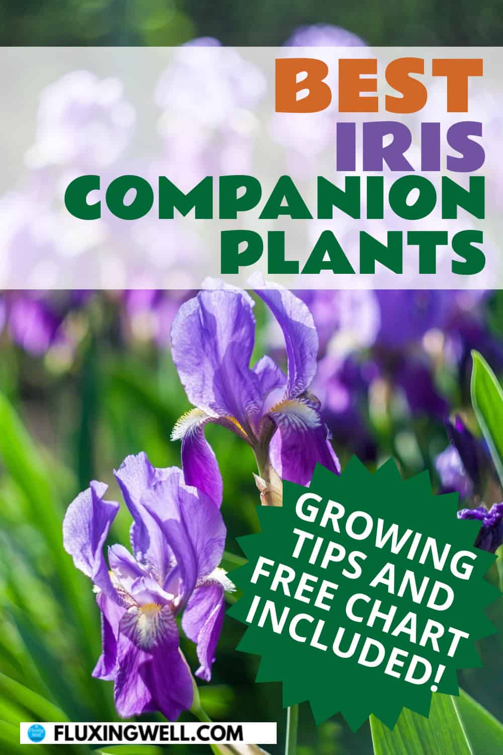 iris companion plants growing tips included