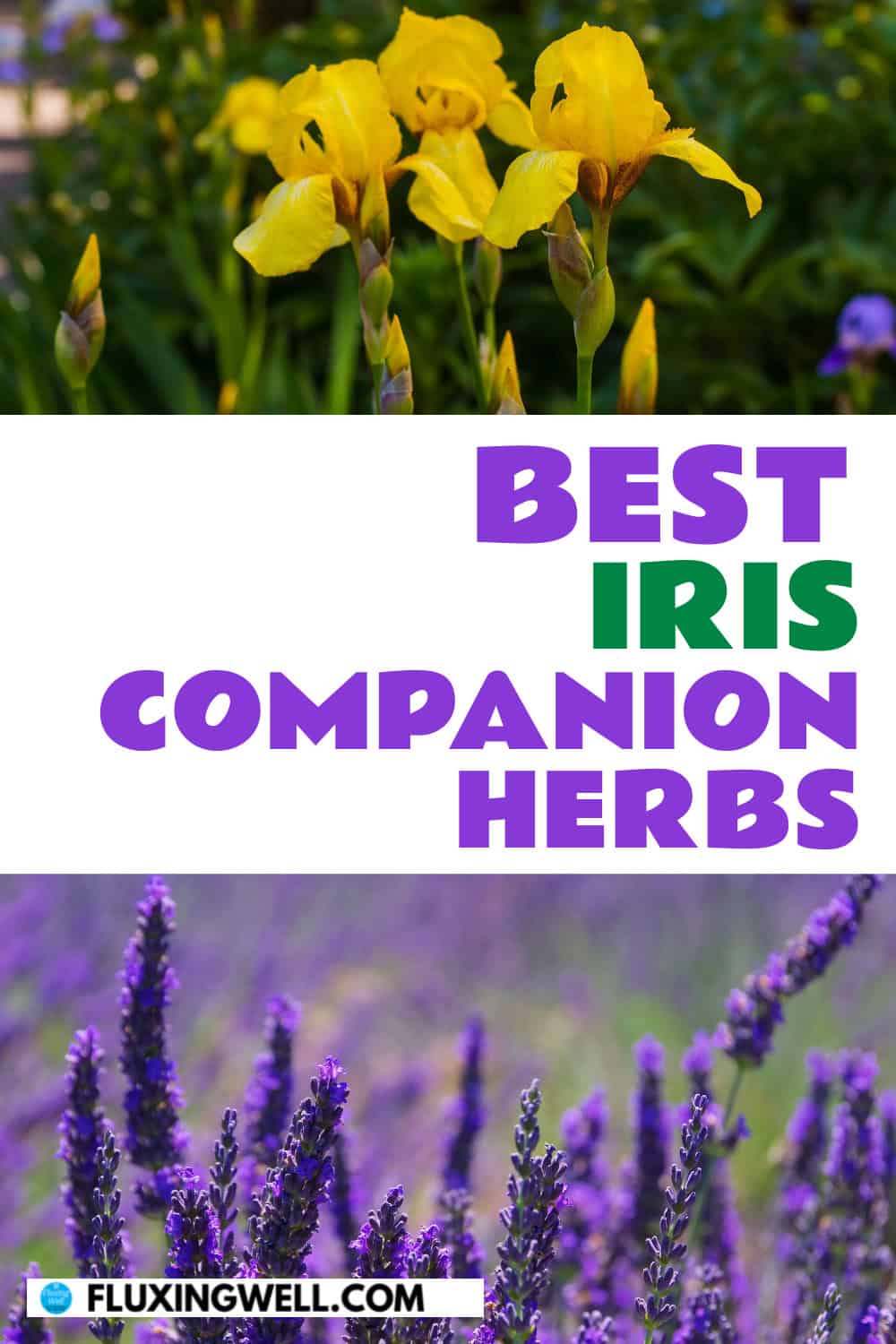 iris companion plants 