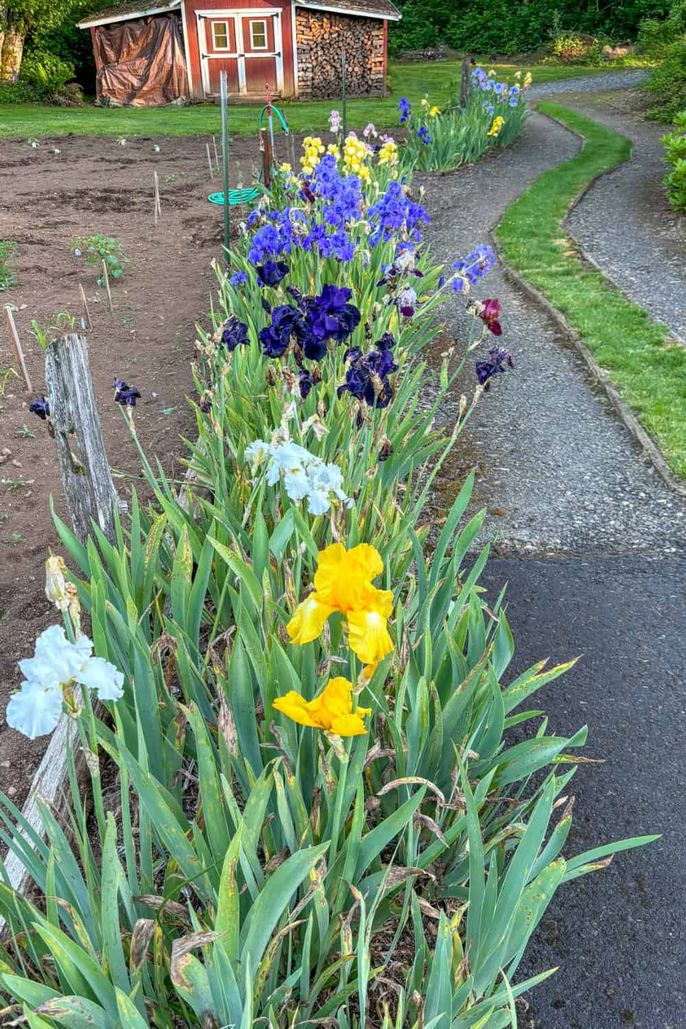 iris companion plants iris border garden