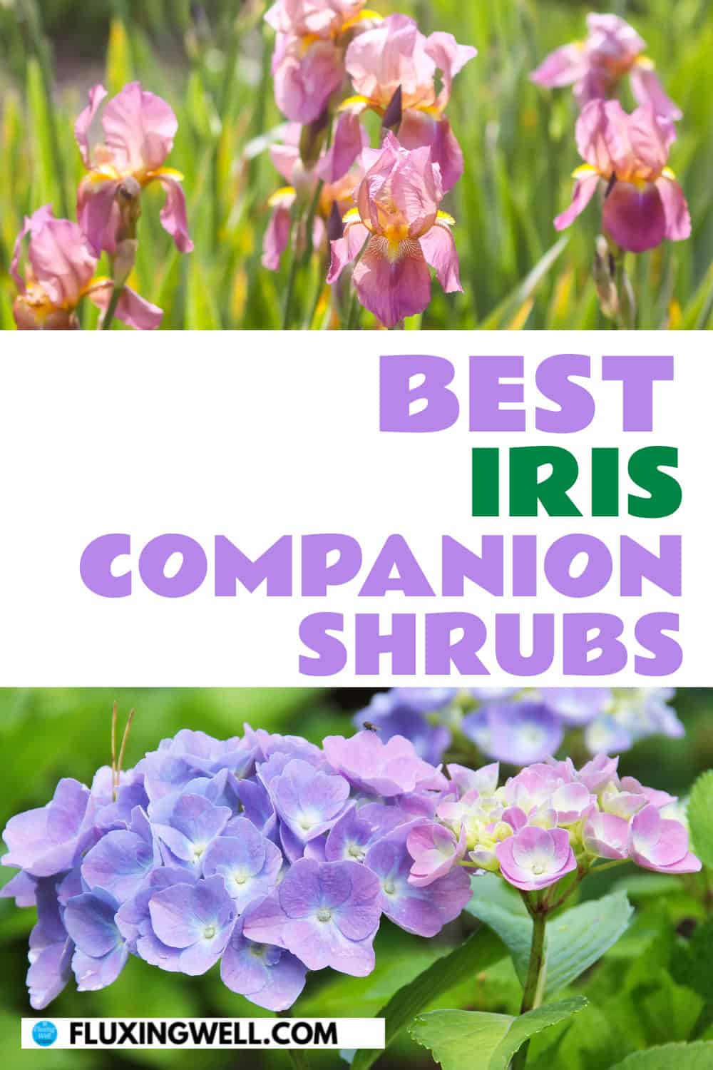 iris companion plants shrubs