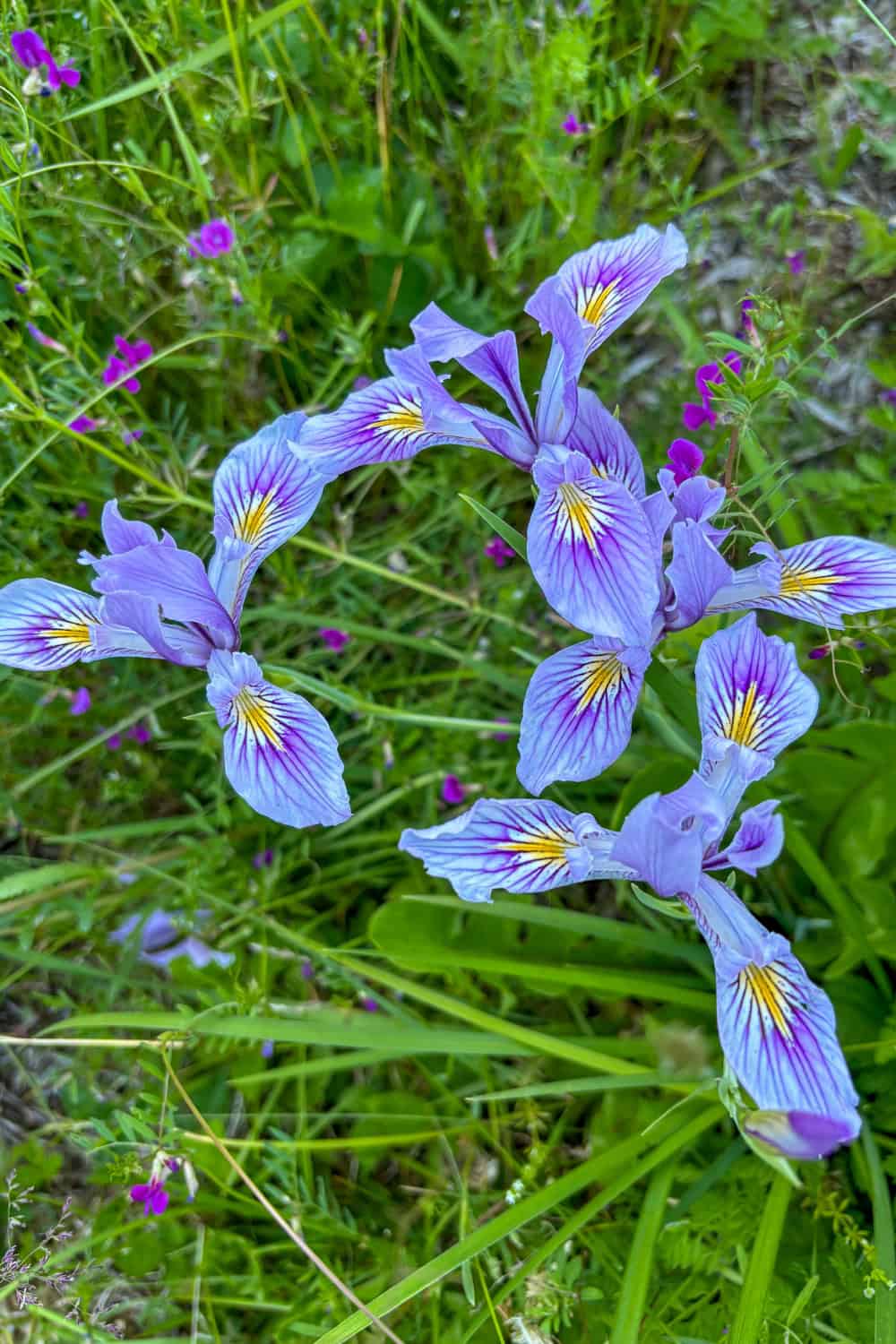 iris companion plants wild iris blue flag