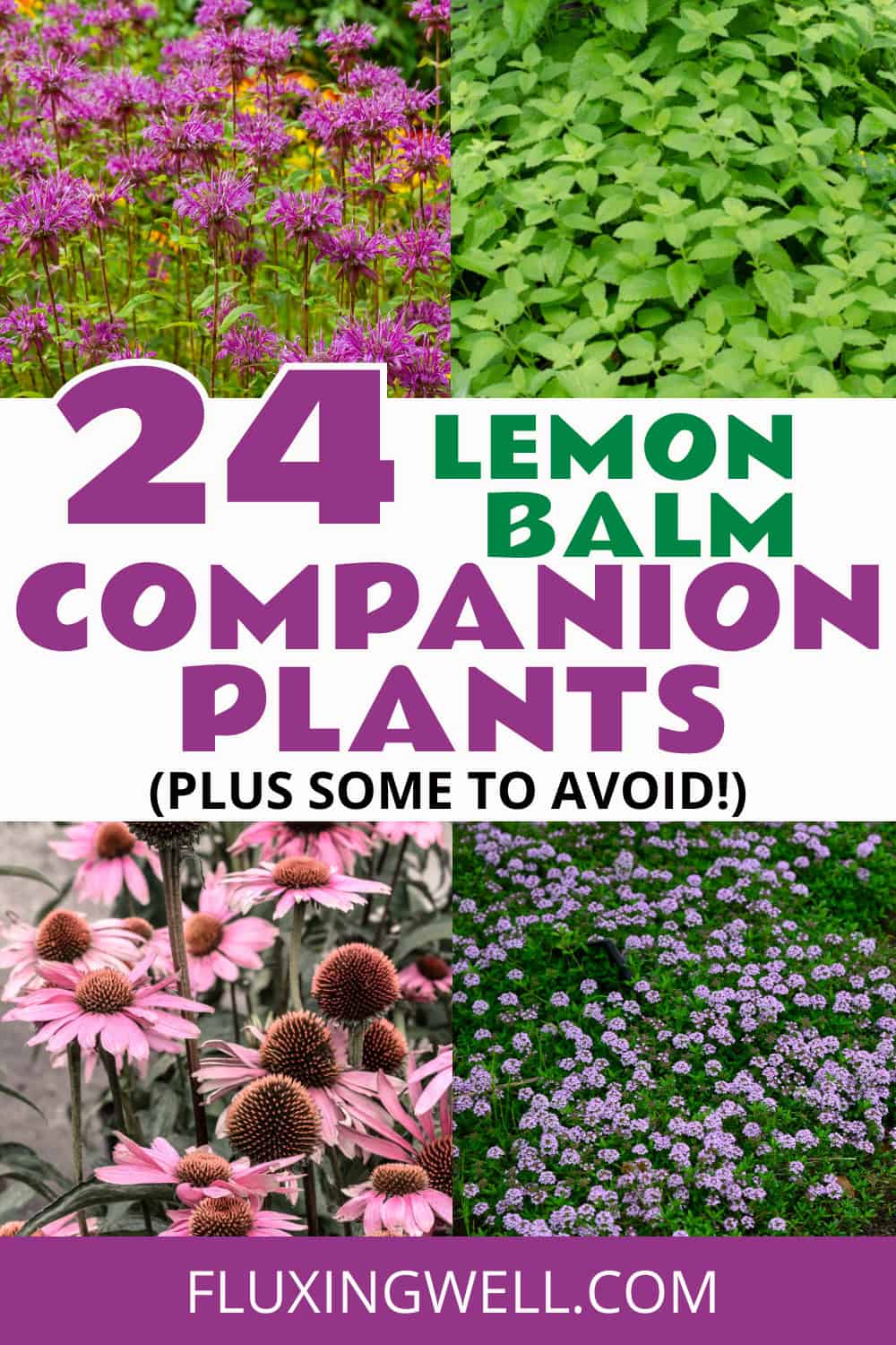 lemon balm companion plants