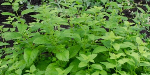 lemon balm companion plants closeup