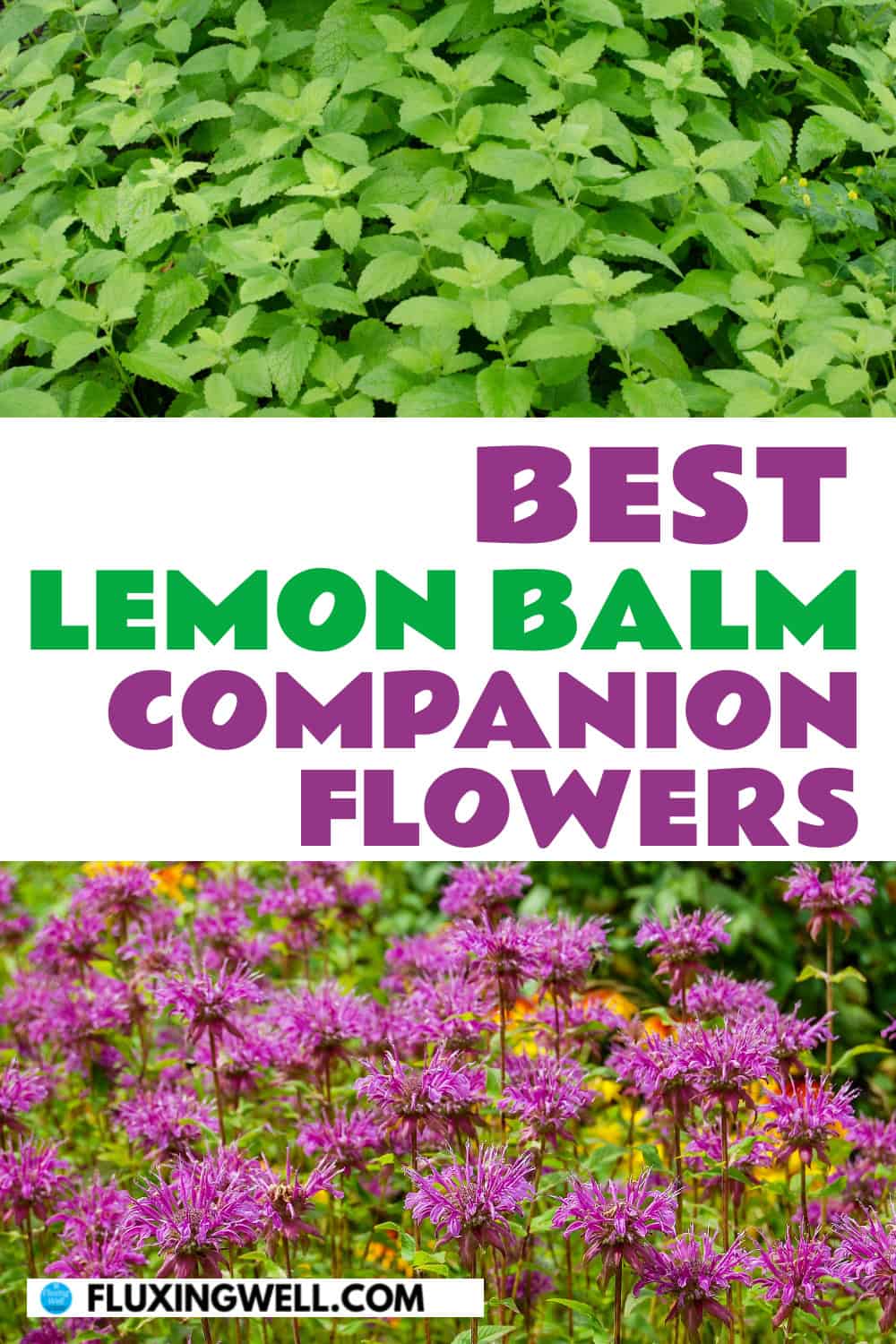 lemon balm companion plants flowers