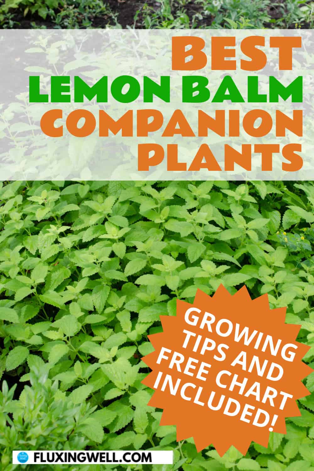 lemon balm companion plants growing tips included