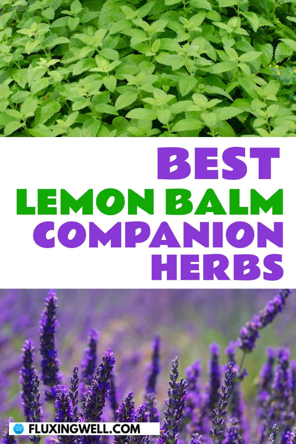 lemon balm companion plants herbs