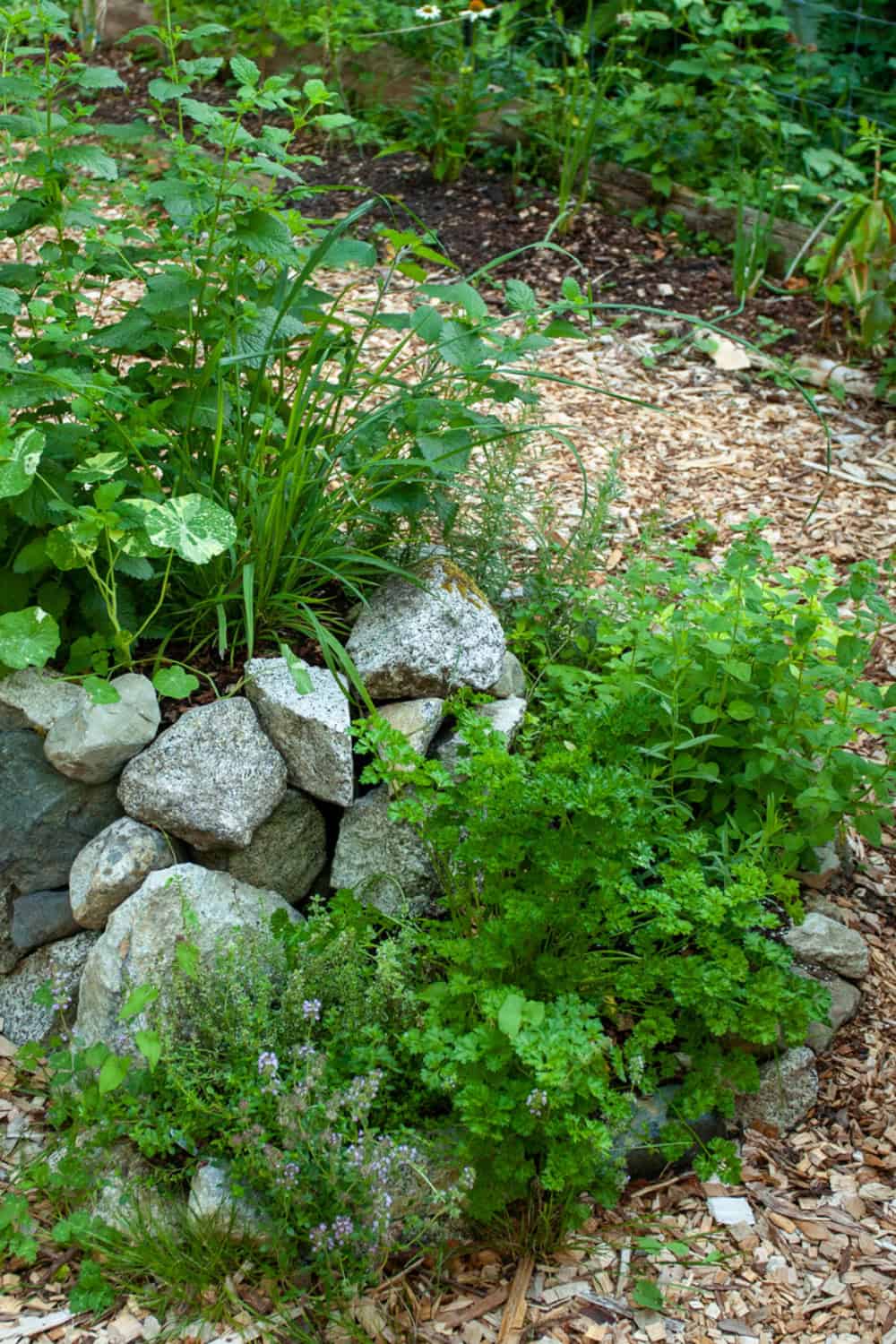 lemon balm companion plants in a garden