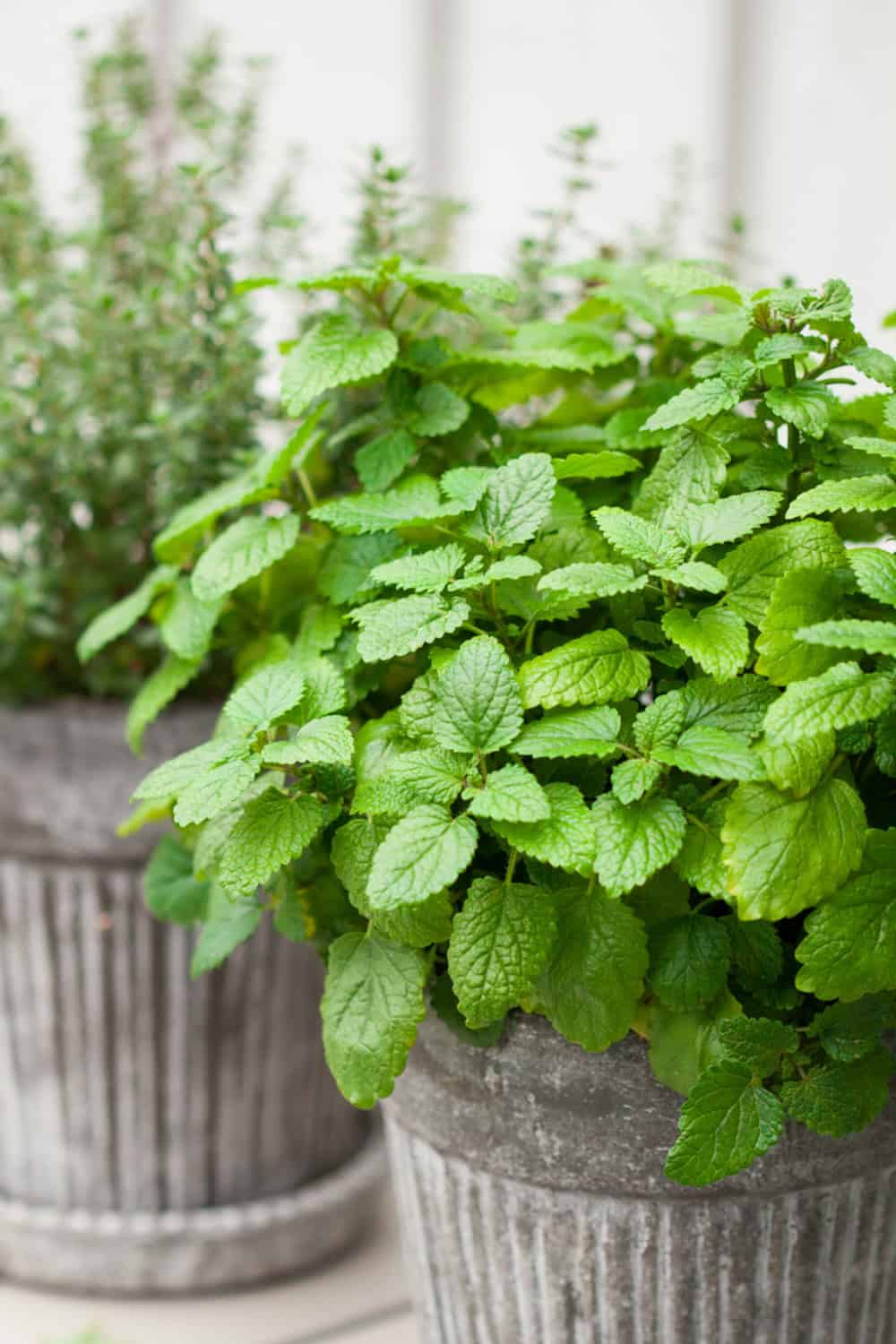 lemon balm companion plants in containers