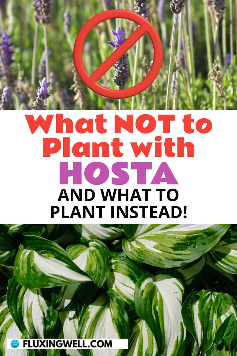 hosta companion plants: what not to plant with hosta
