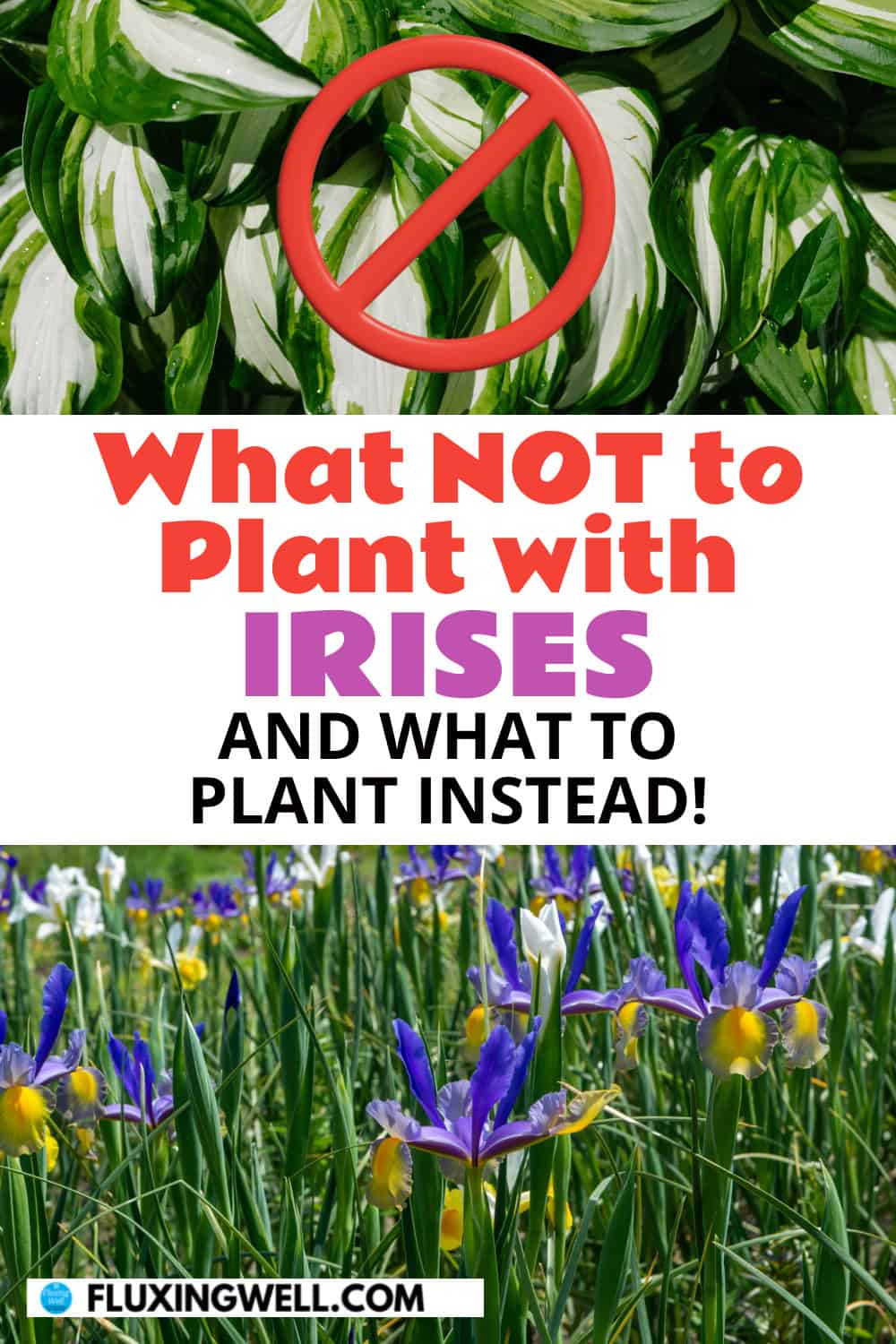 iris companion plants: what not to plant with irises