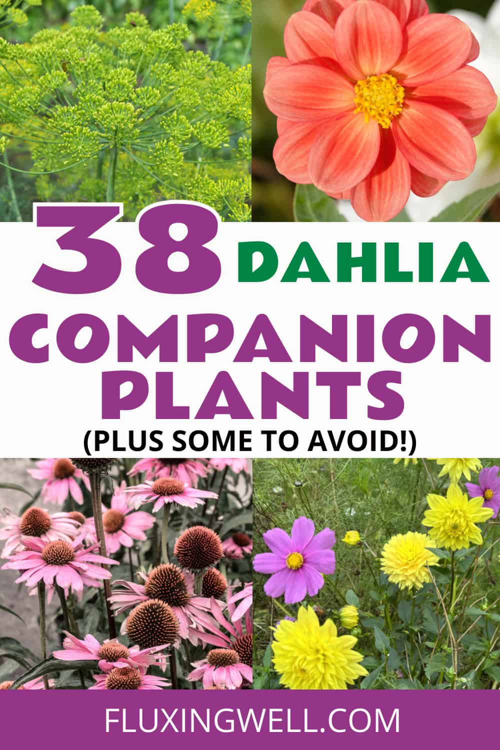 dahlia companion plants