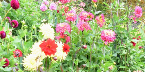 dahlia companion plants closeup