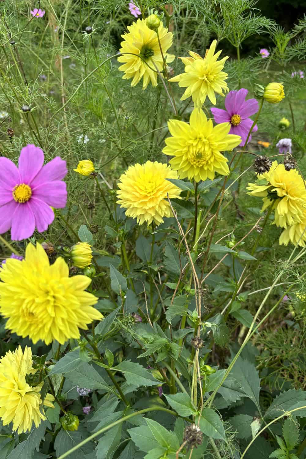 dahlia companion plants dahlias with cosmos