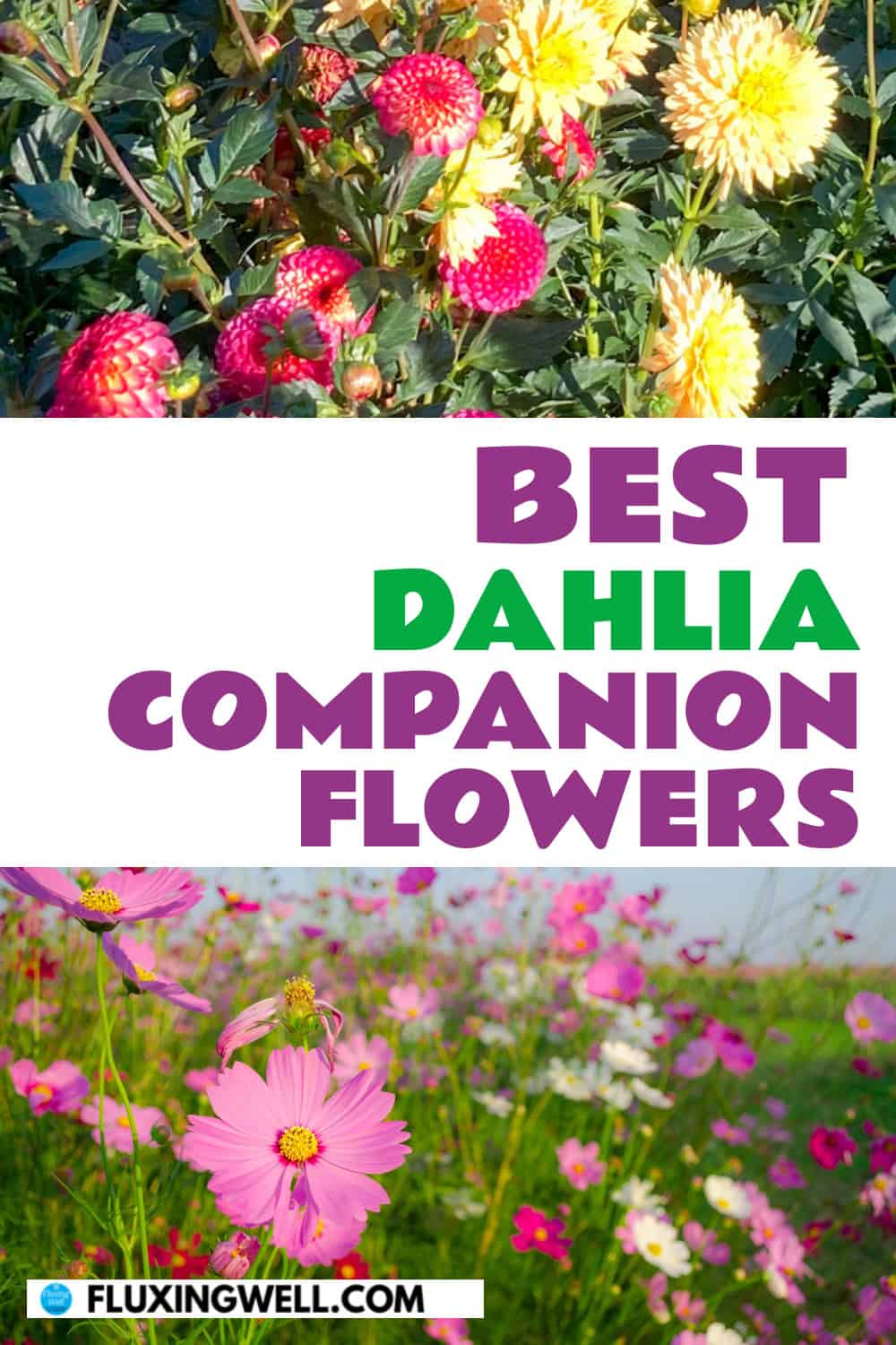 dahlia companion plants flowers