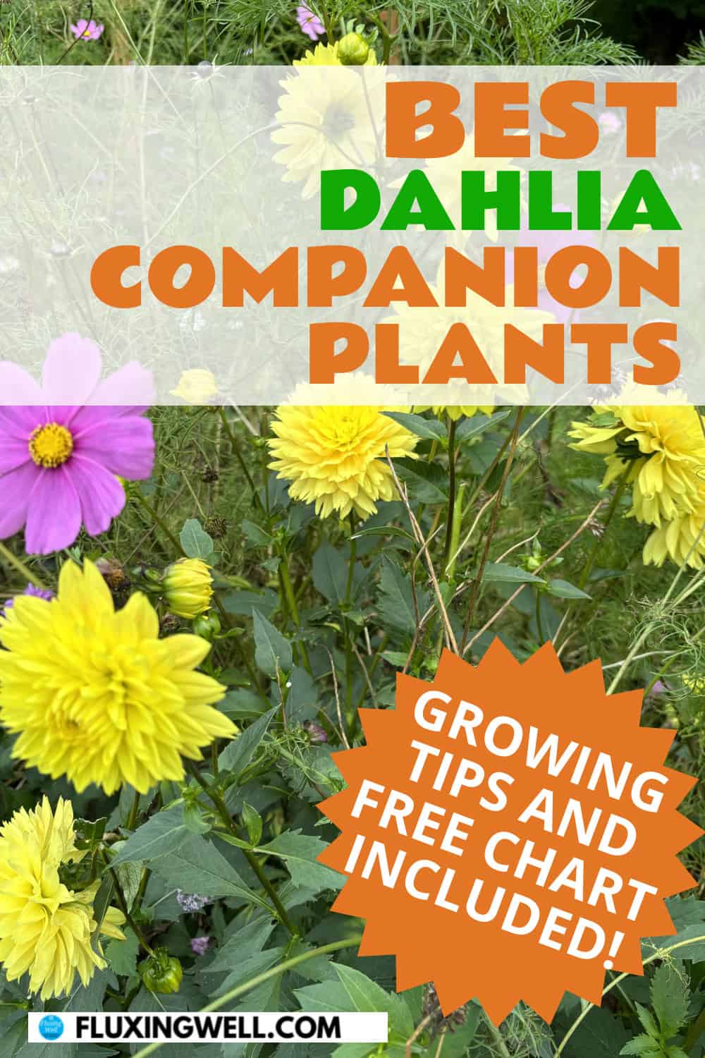 dahlia companion plants growing tips included