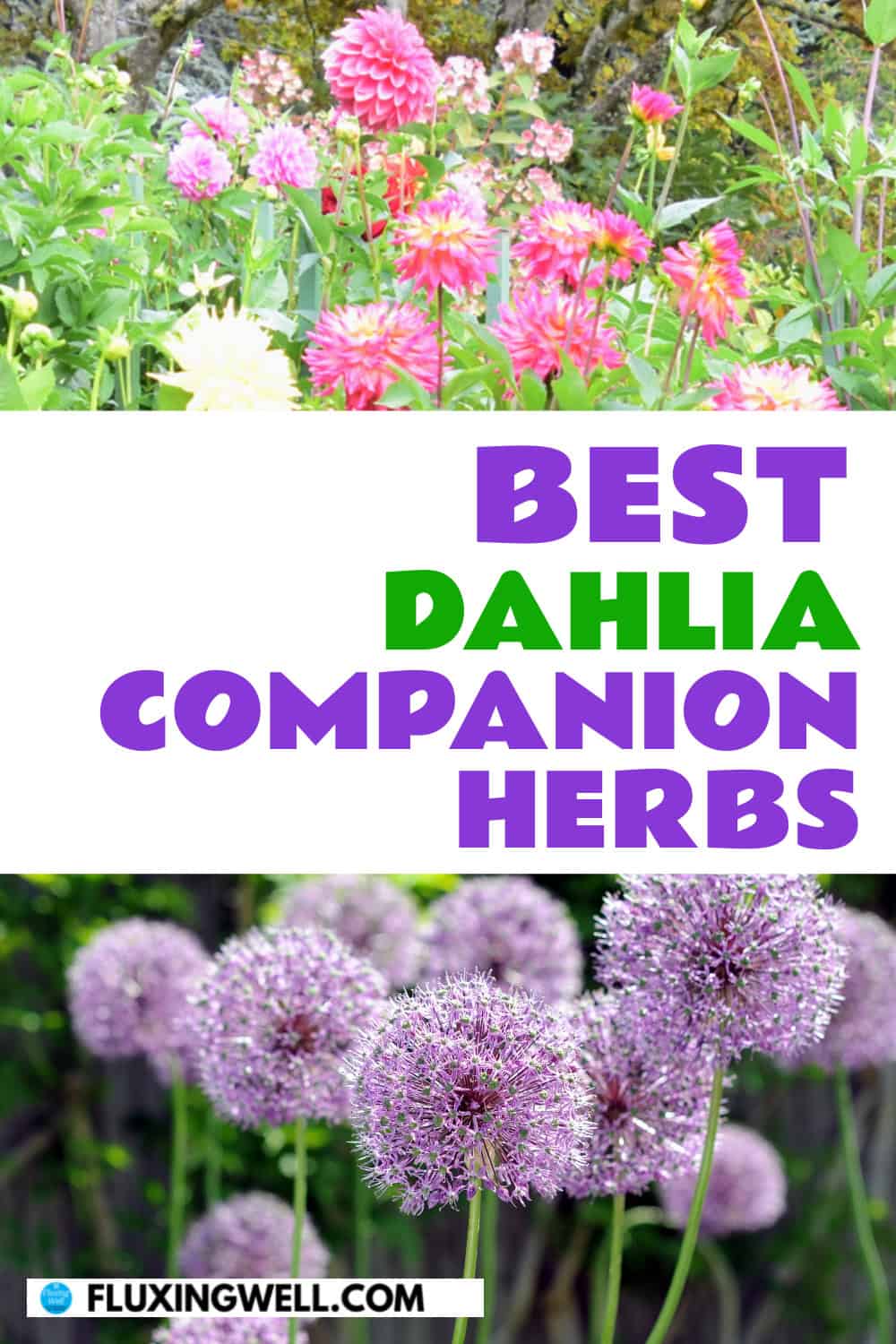 dahlia companion plants herbs