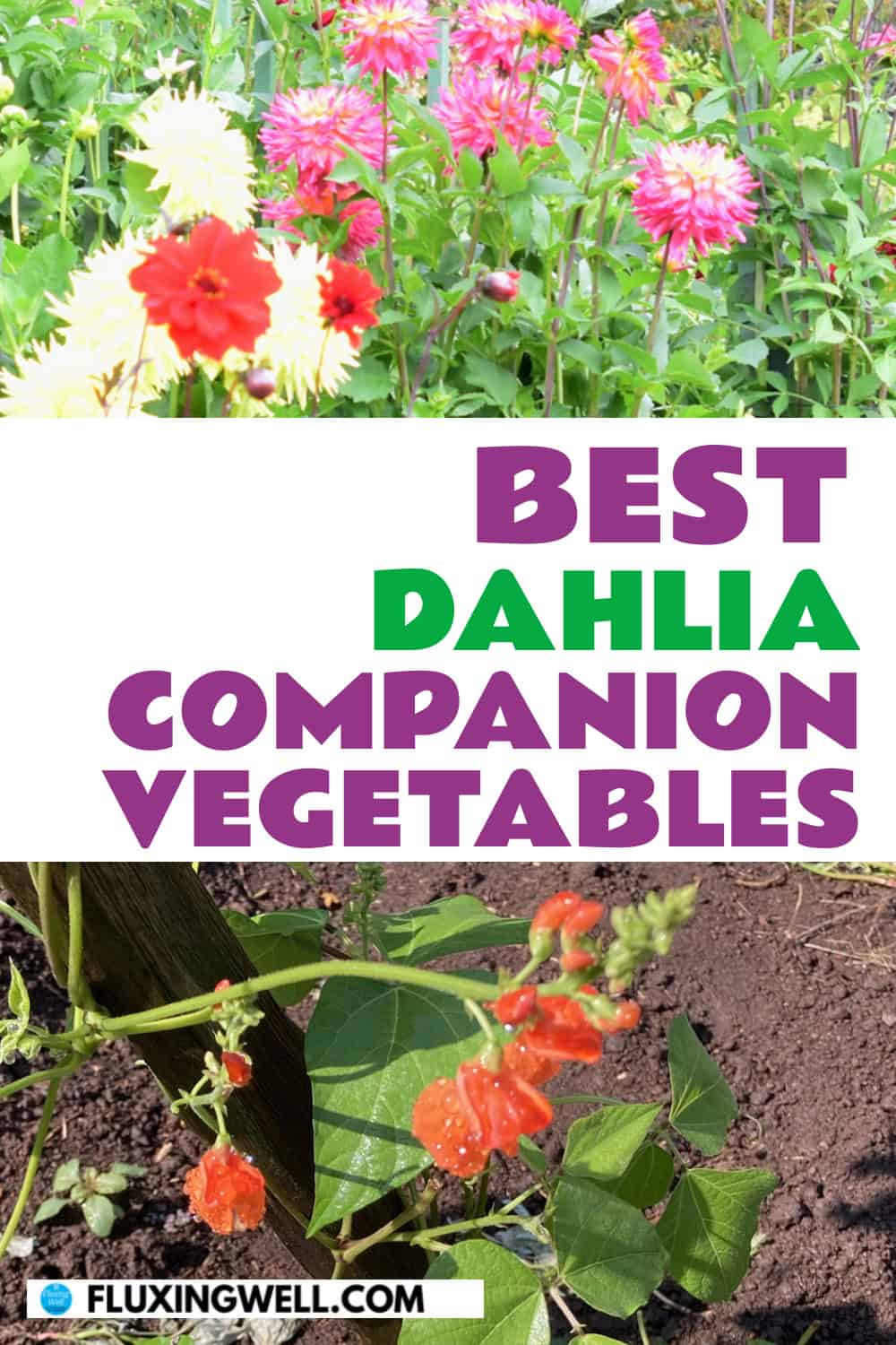 dahlia companion plants vegetables