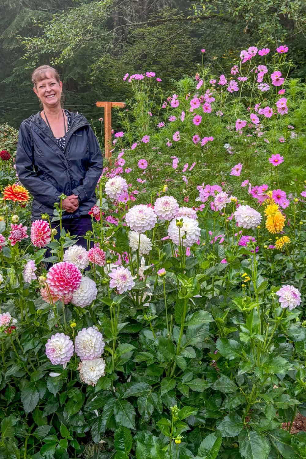 dahlia companion plants with me