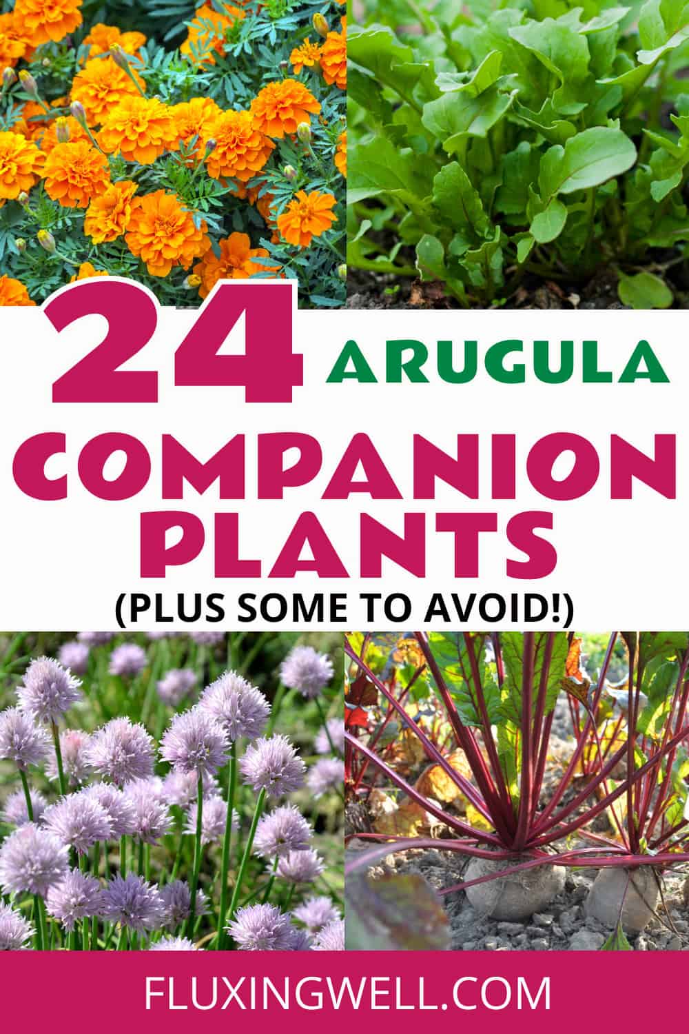 arugula companion planting pictures of beets, marigolds, and chives