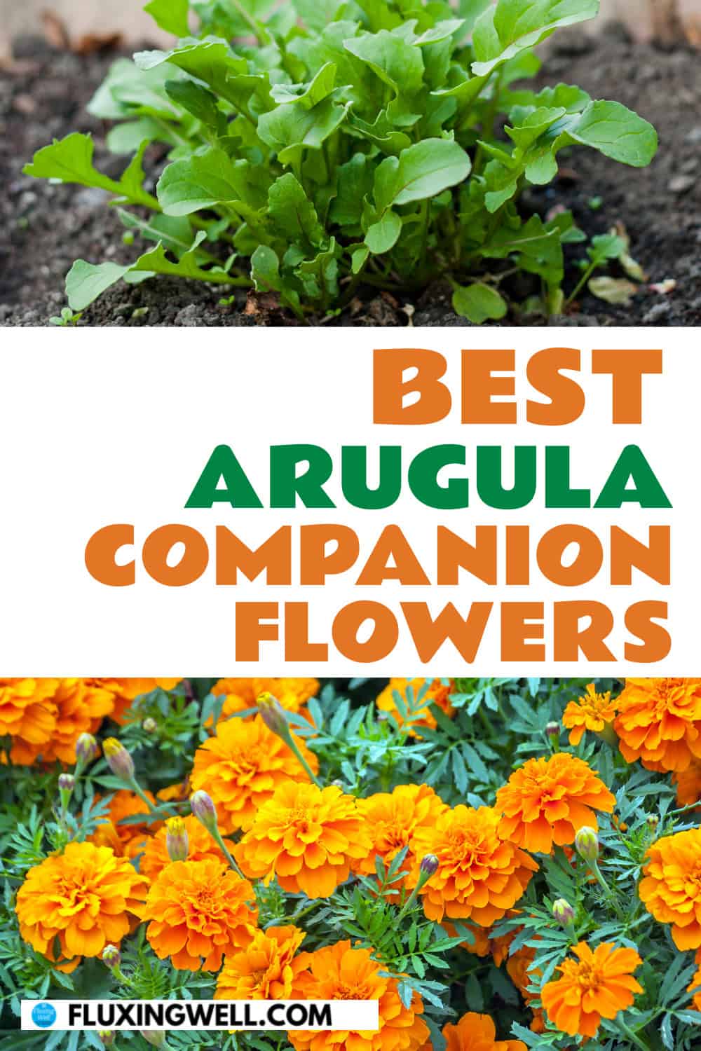 arugula companion planting flowers