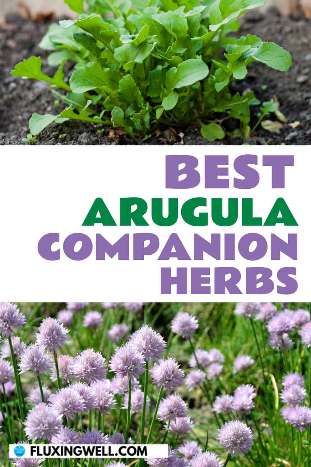 arugula companion planting herbs