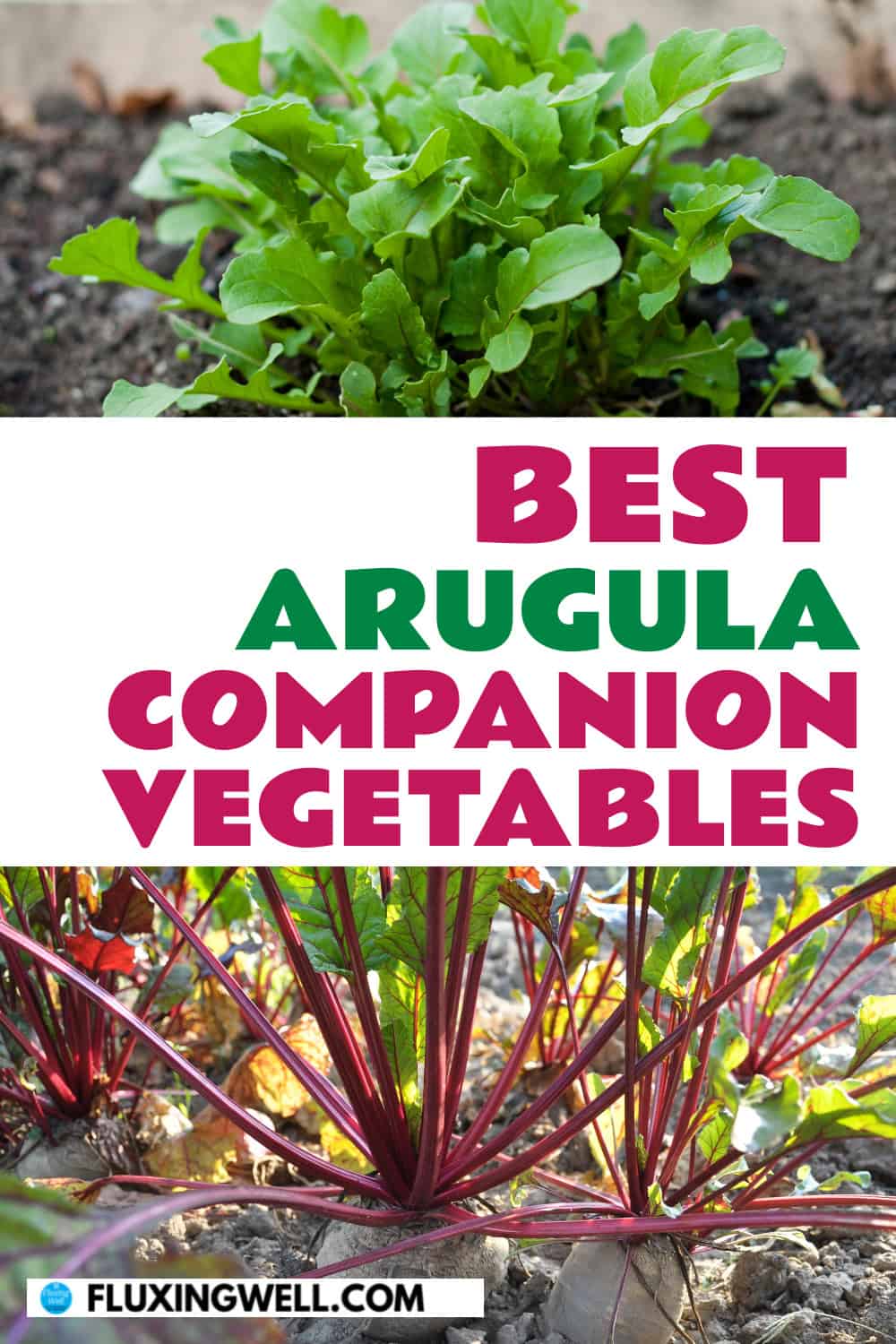 arugula companion planting vegetable