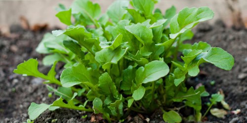 arugula companion plants arugula closeup