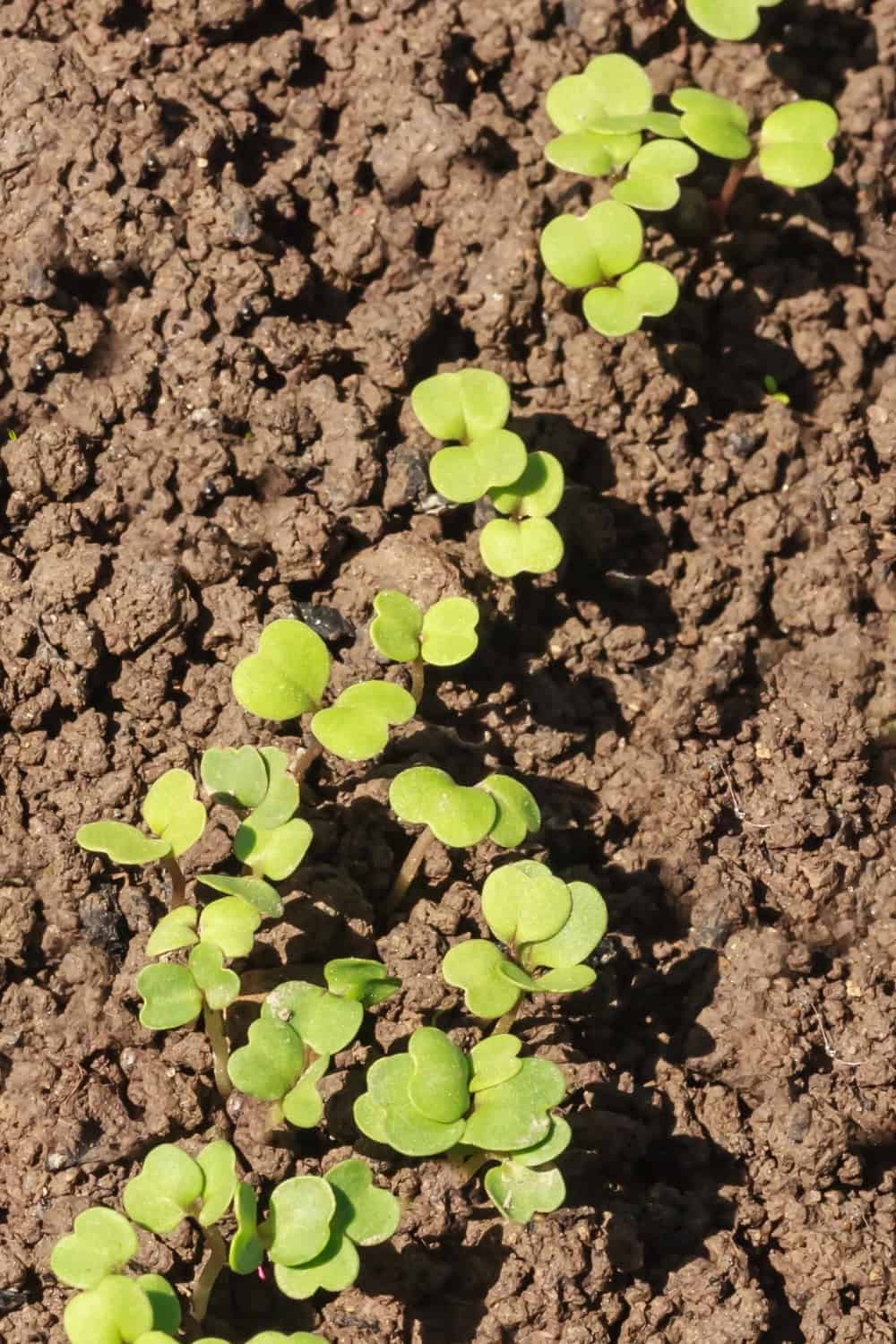 arugula companion plants arugula sprouting