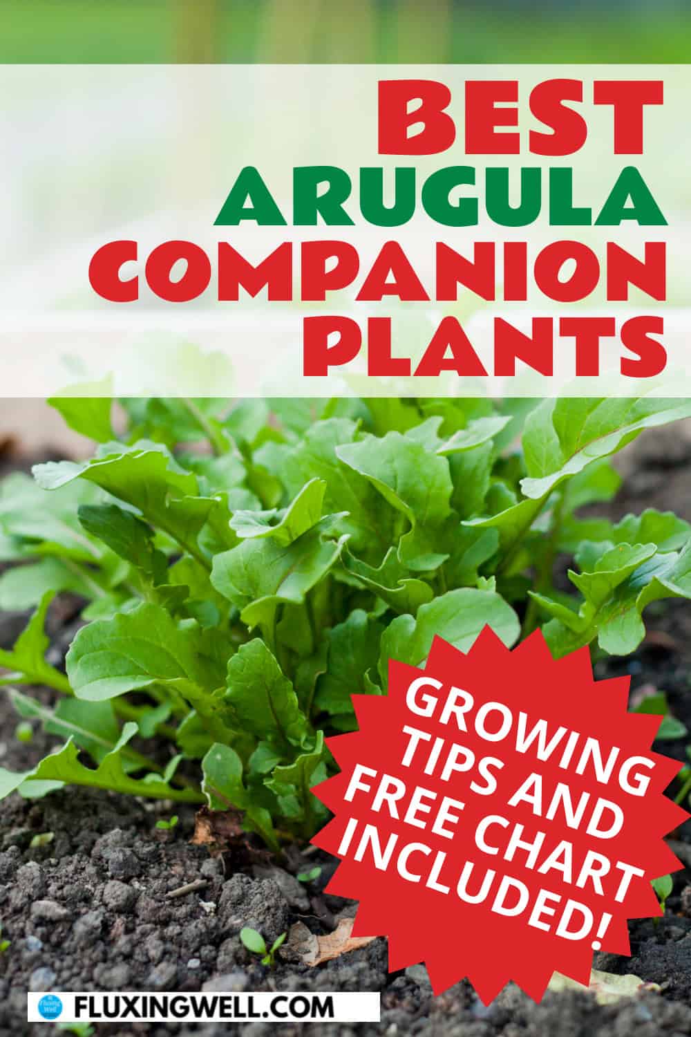 arugula companion plants growing tips included