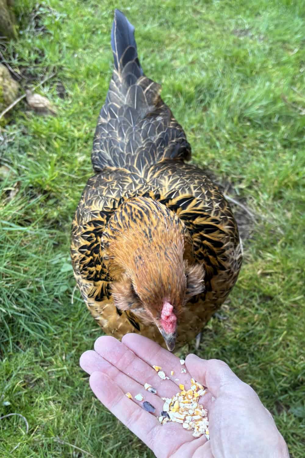 chicken themed party ideas chicken books picture of a chicken being hand fed