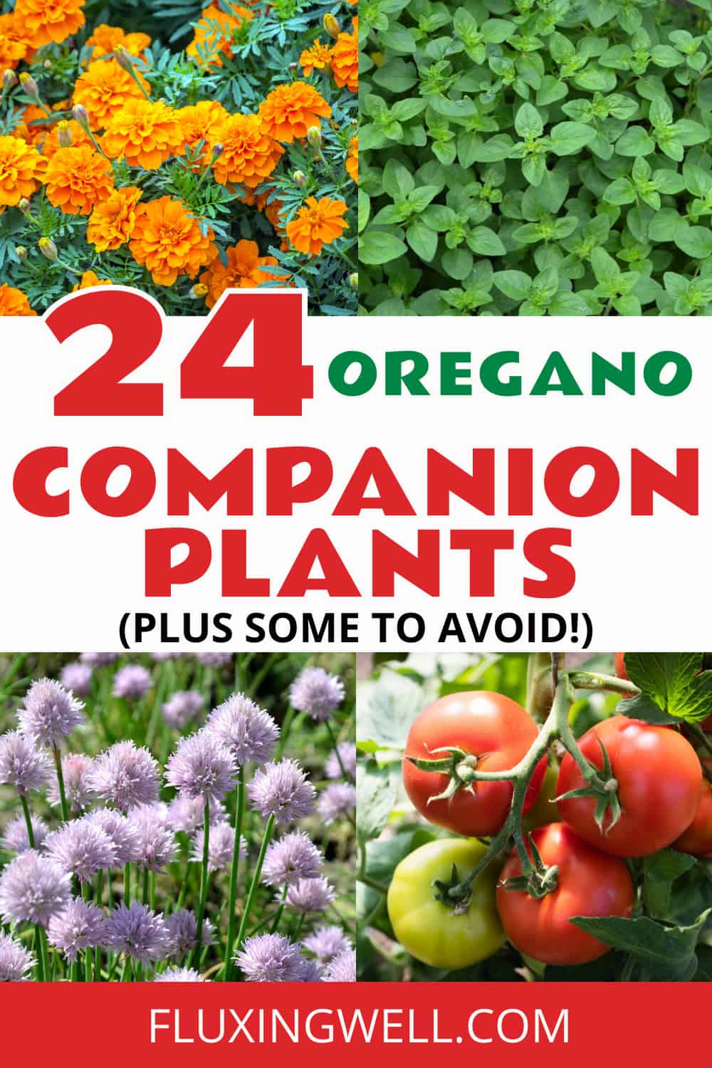 oregano companion planting