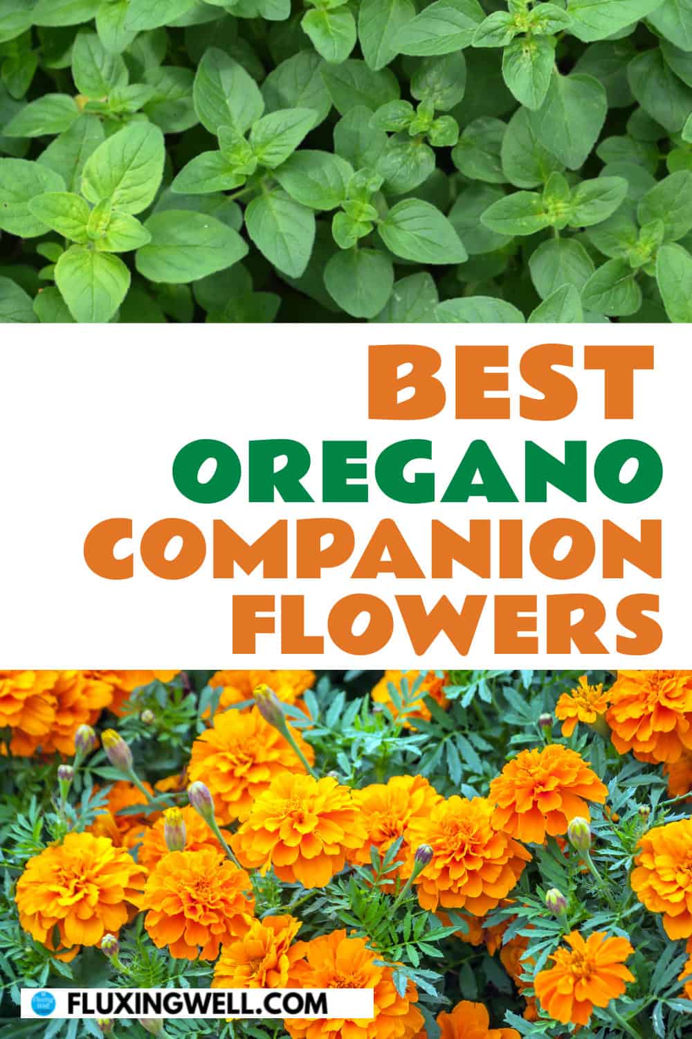 oregano companion planting flowers