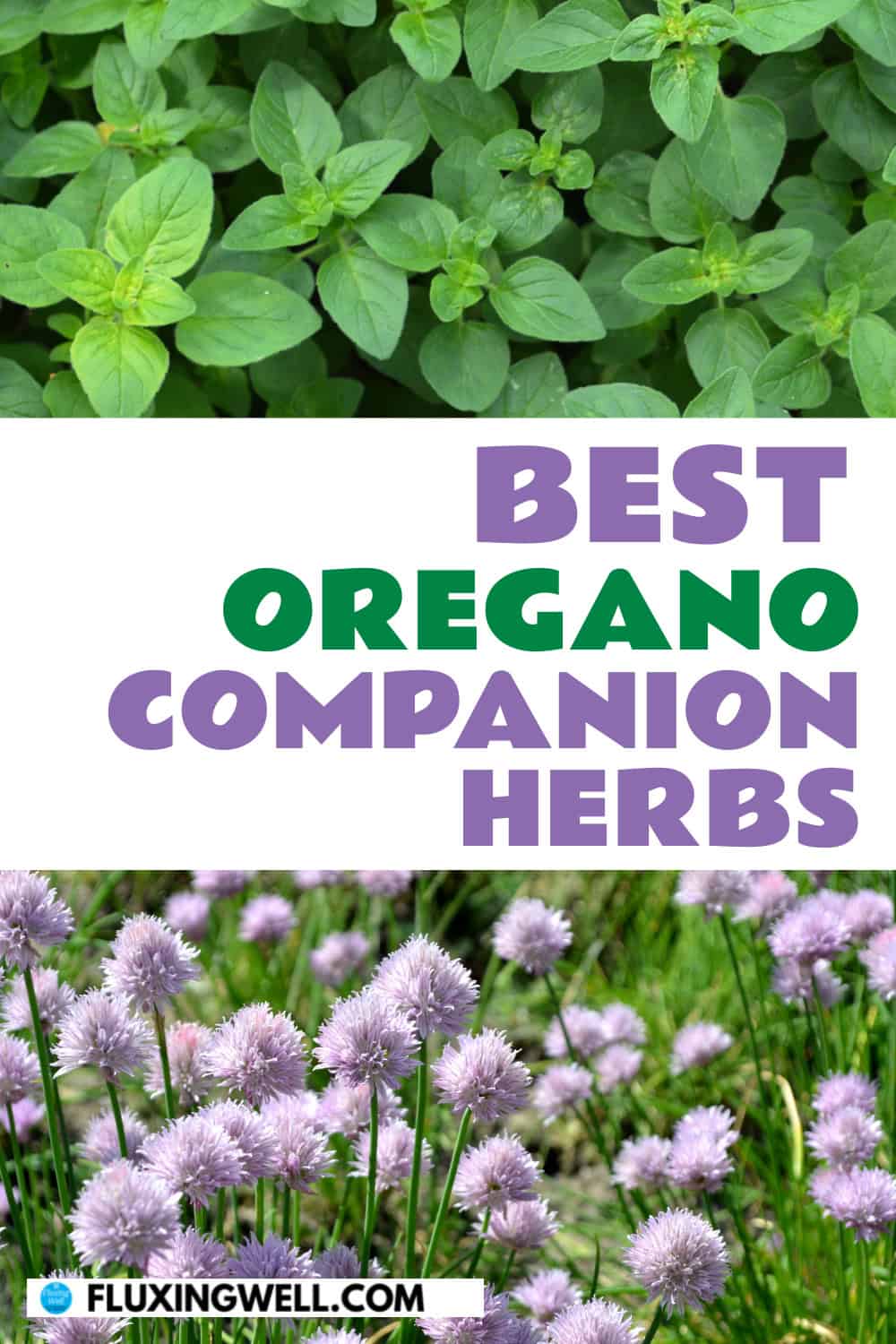 oregano companion planting herbs