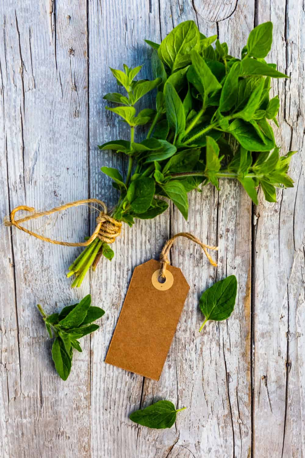 oregano companion planting oregano drying