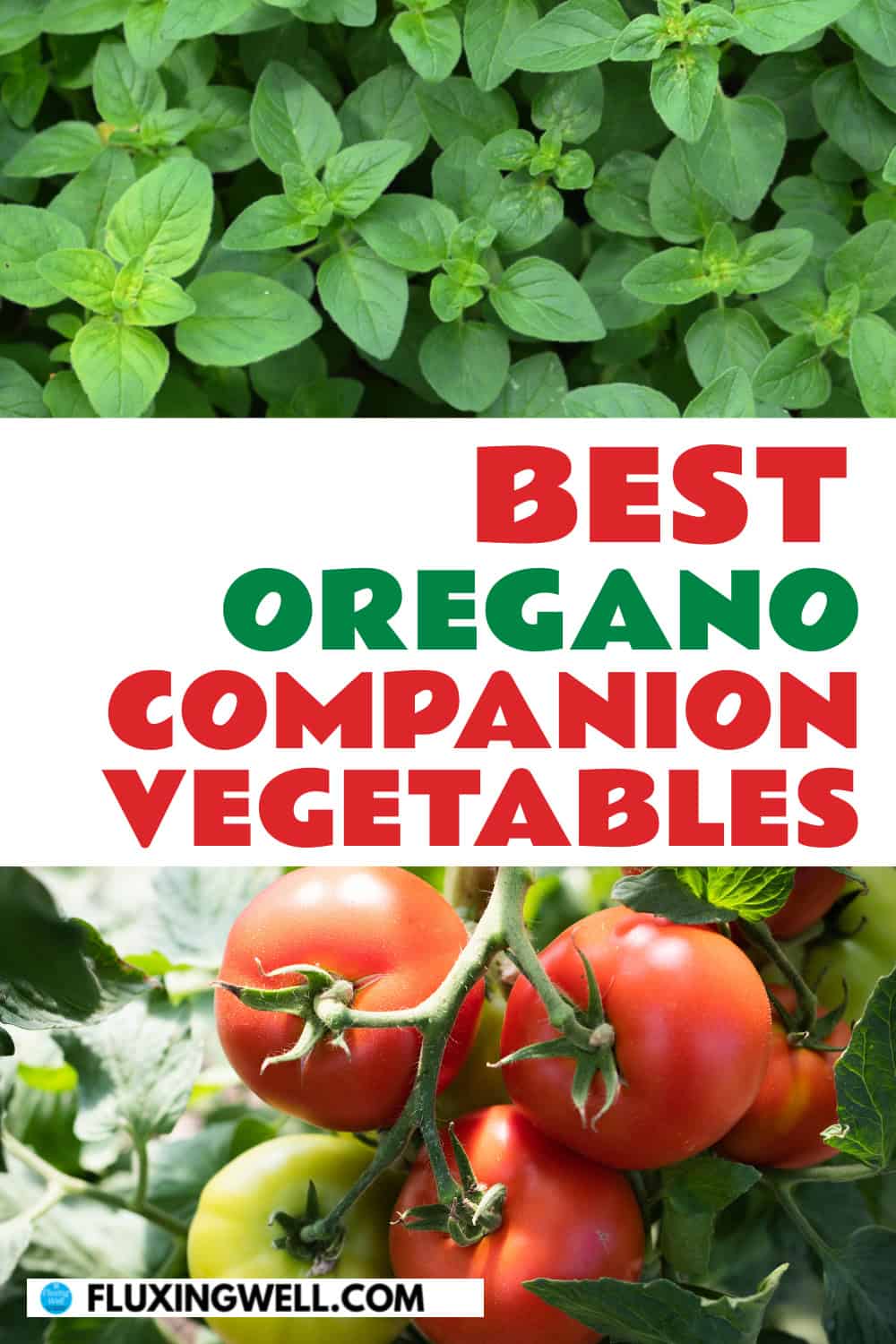 oregano companion planting vegetables