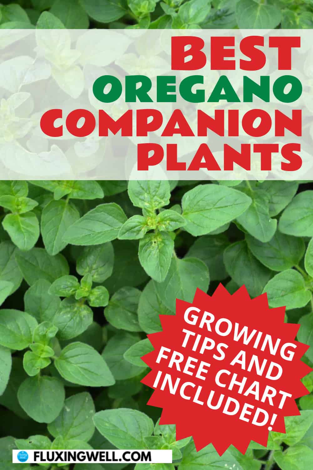 oregano companion plants growing tips included