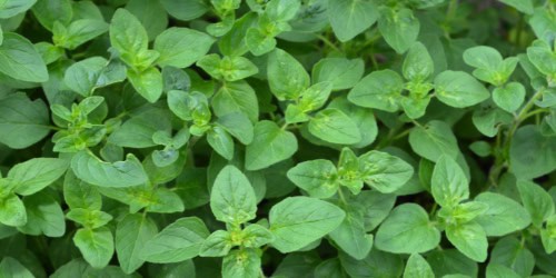 oregano companion planting oregano closeup