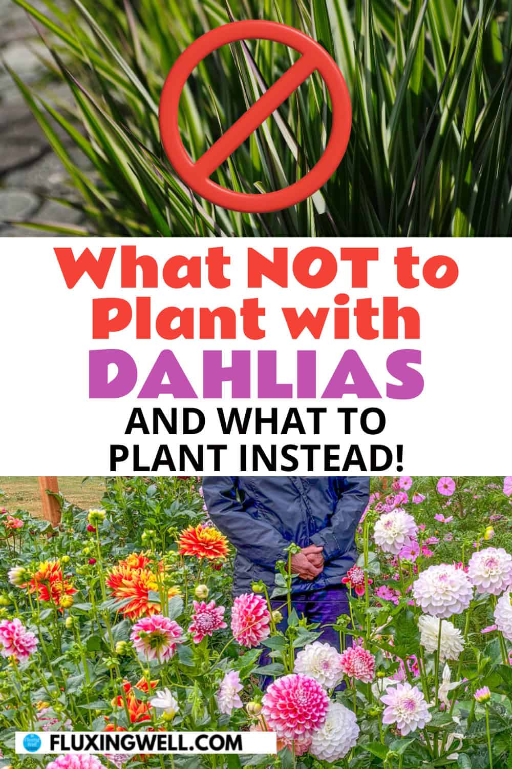 dahlia companion plants: what not to plant with dahlias