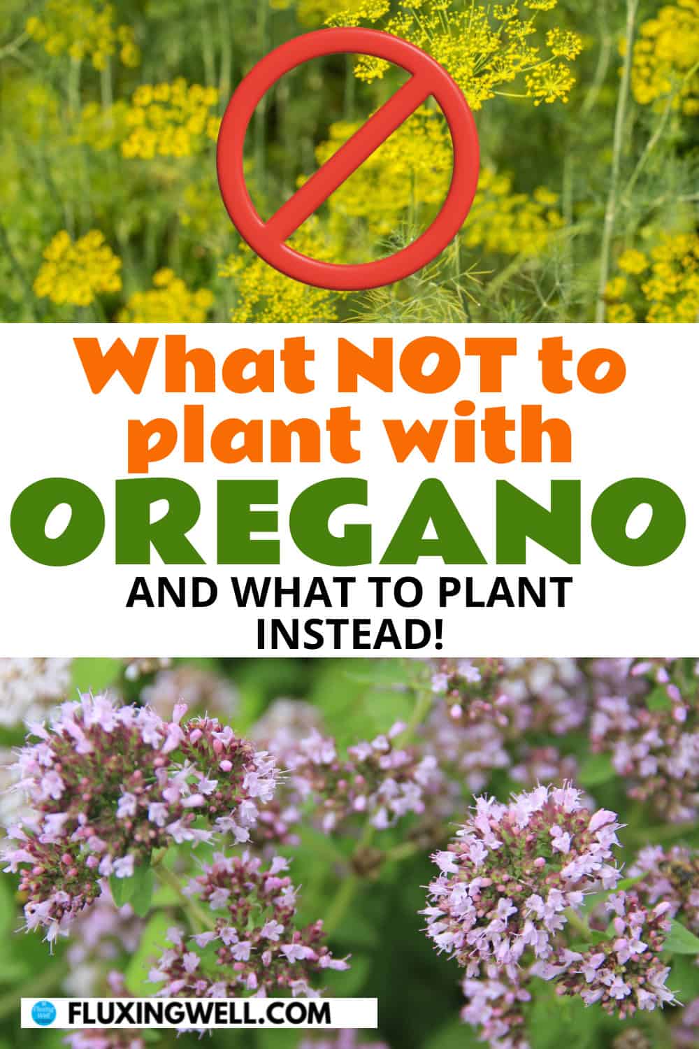 what not to plant with oregono bad oregano companion plants