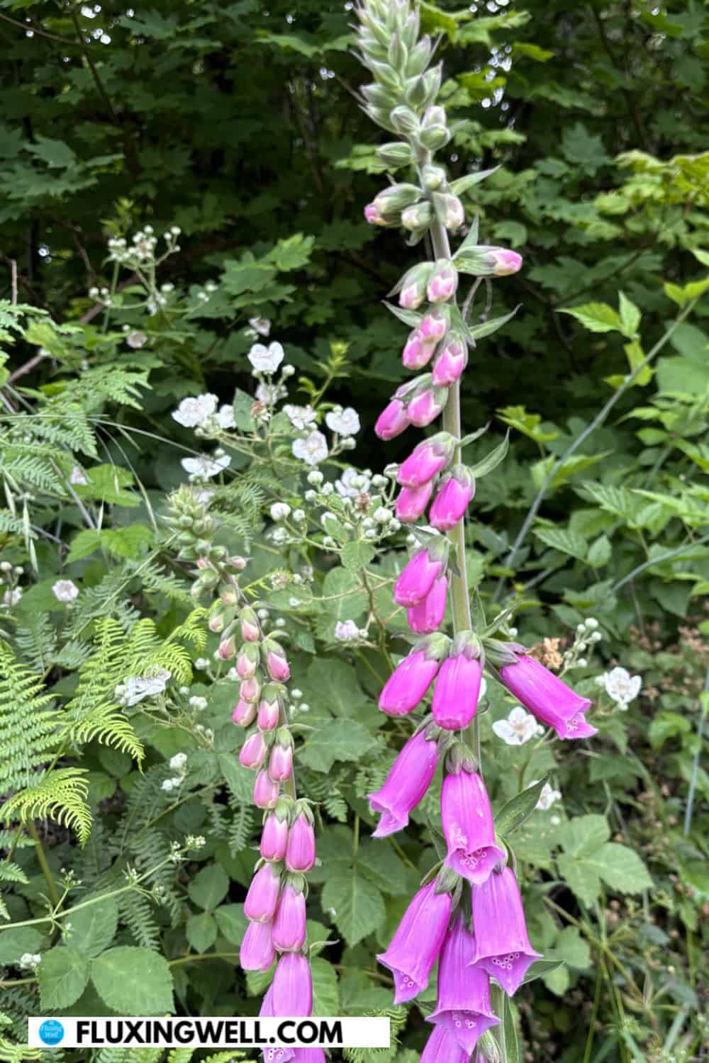 Grow deer resistant perennials like foxgloves