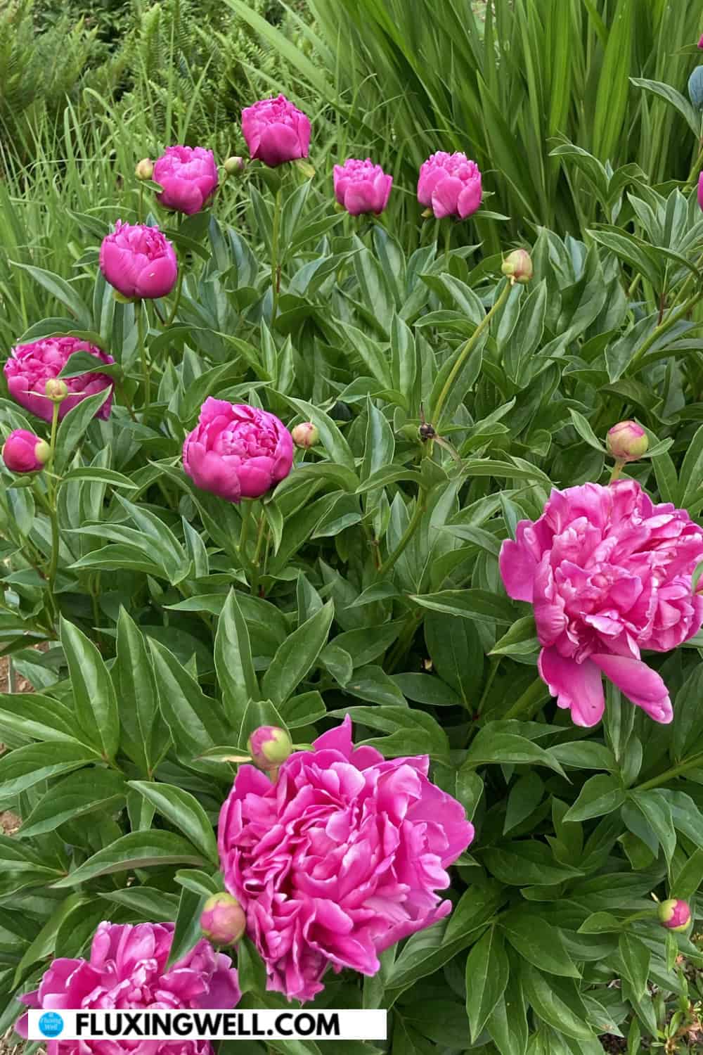 Grow deer resistant perennials like peonies