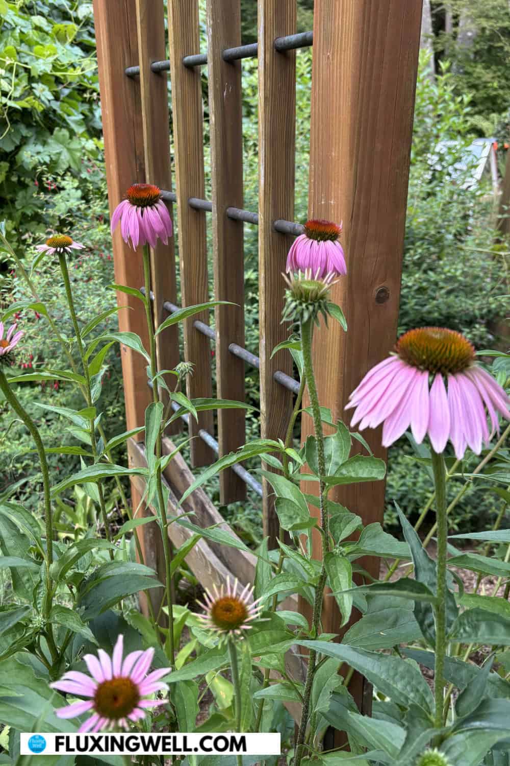 Grow deer resistant perennials like echinacea
