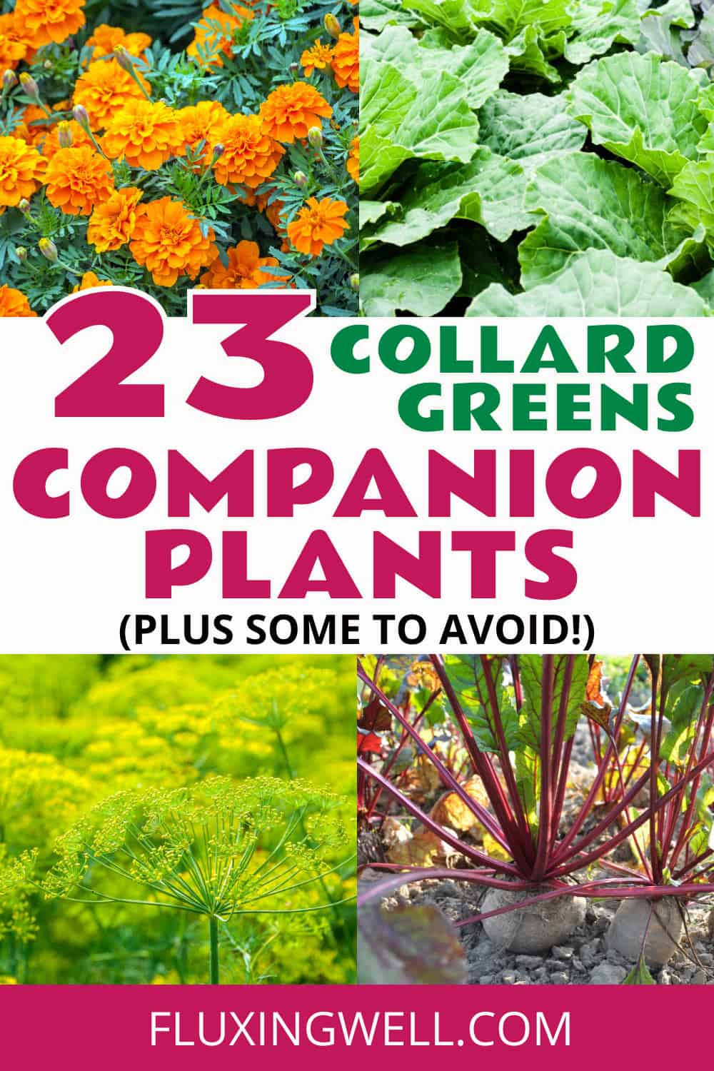 collard greens companion planting