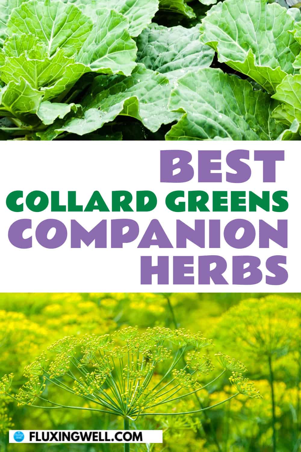 collard greens companion planting herbs