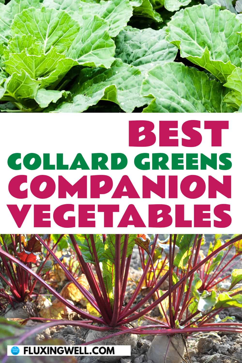 collard greens companion planting vegetables