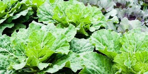 collard companion plants closeup