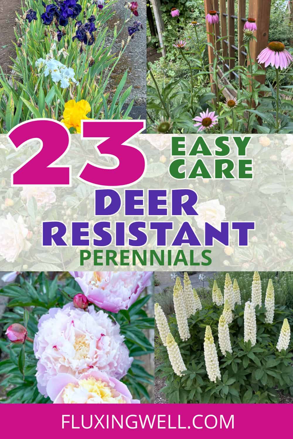 Grow deer resistant perennials