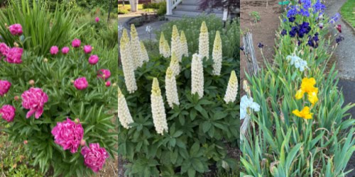 Grow deer resistant perennials like these plants in the plant collage