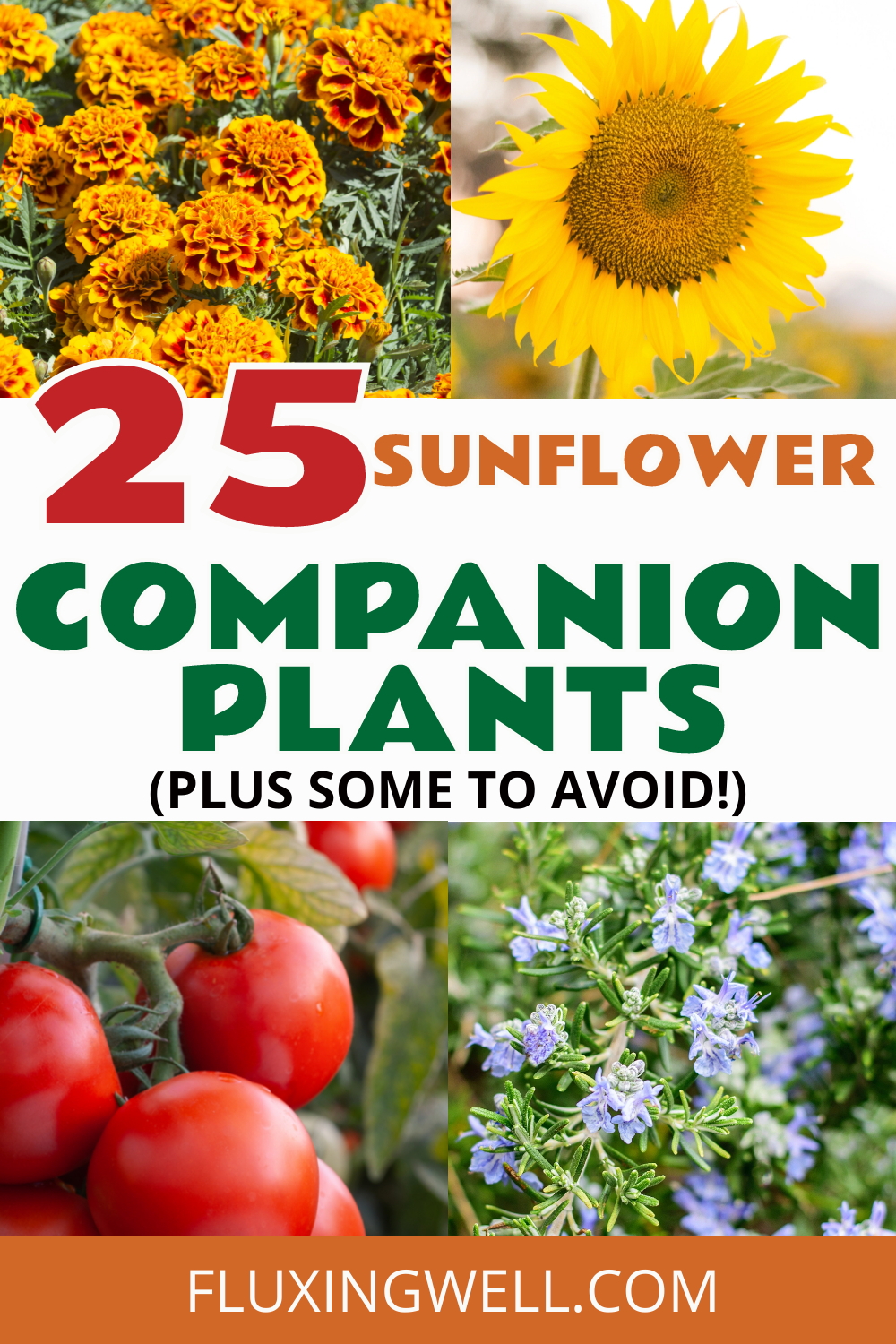 sunflower companion plants collage
